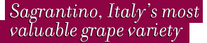 Sagrantino, Italy