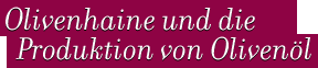 Olivenhaine und die Produktion von Olivenöl
